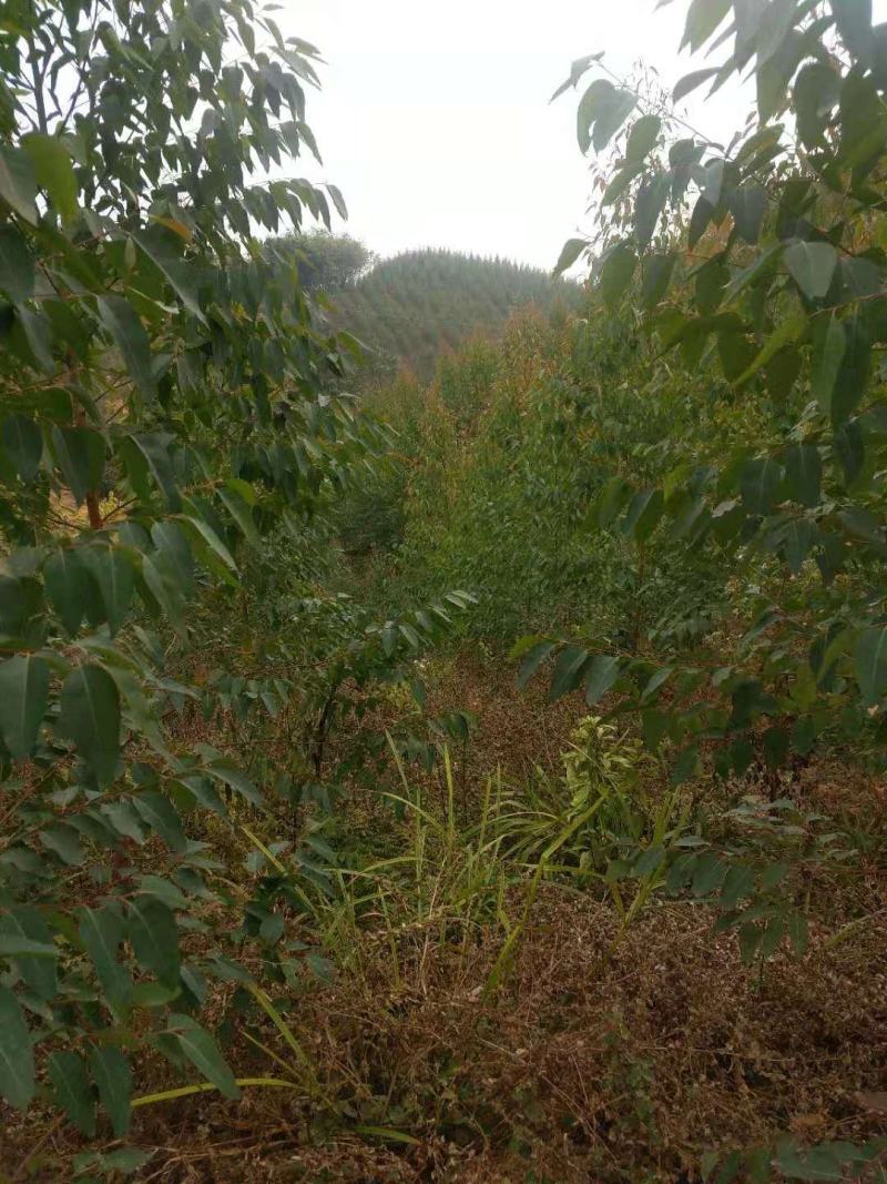 山地转让，950亩，一代广九桉树，进场可经营，27年