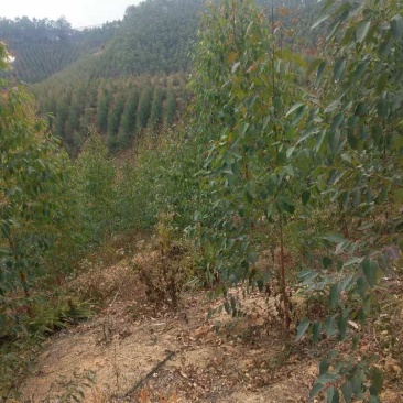 山地转让，950亩，一代广九桉树，进场可经营，27年