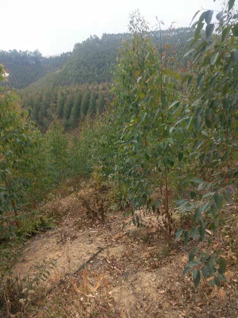 山地转让，950亩，一代广九桉树，进场可经营，27年