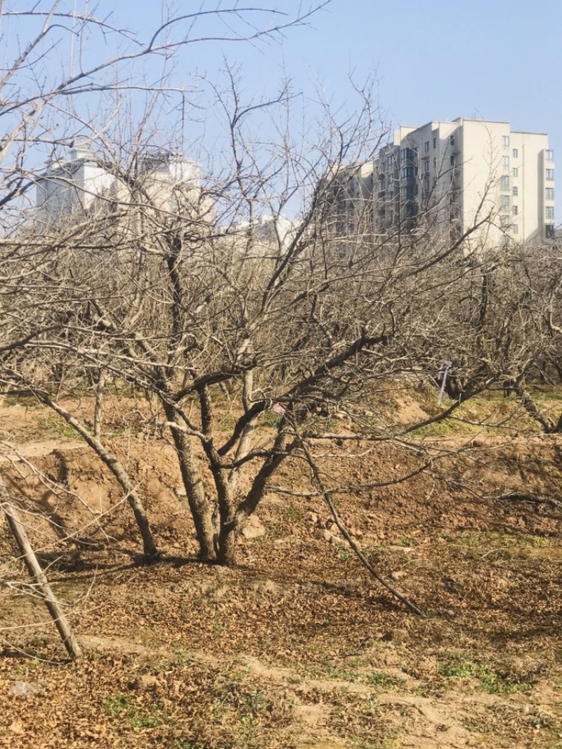 陕西西安精品古桩石榴树别墅庭院公园