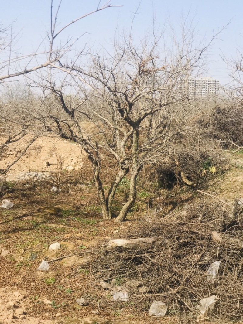 陕西西安精品古桩石榴树别墅庭院公园