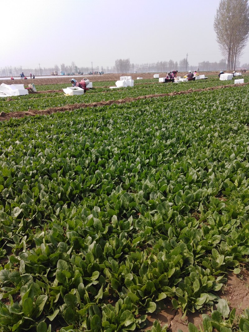 山东省精品菠菜22-28厘米大量现货货源产地直发量大
