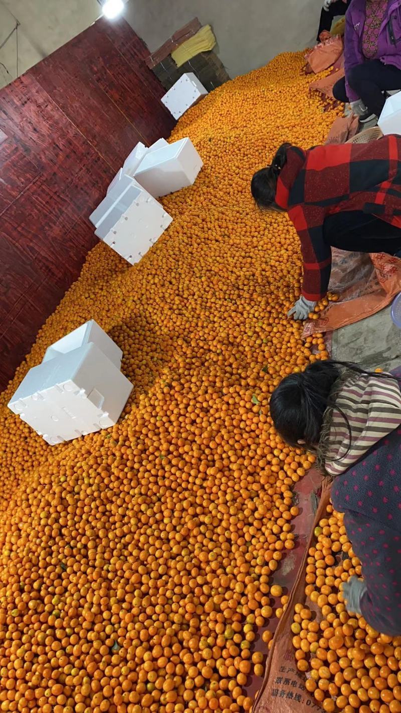 基地称斤广西金桔地摊跑量金桔热卖脆甜水果产地直销