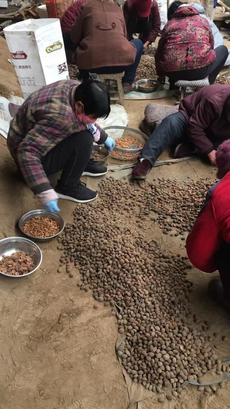 春季供优质手拣毛桃芽种子，1斤1000多粒，没坏粒，