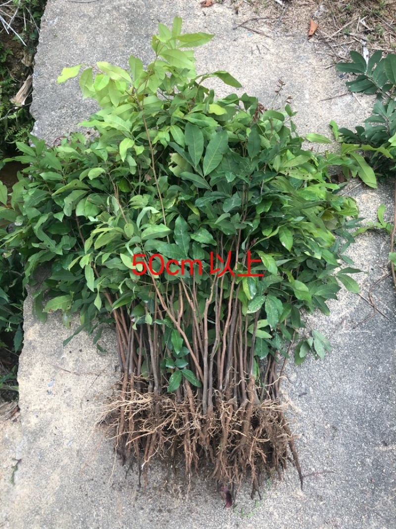 龙眼实生苗直生苗播种小苗无嫁接裸根发货