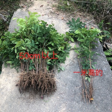 龙眼实生苗直生苗播种小苗无嫁接裸根发货