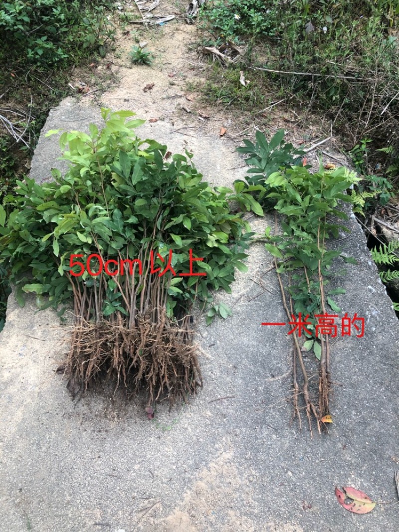 龙眼实生苗直生苗播种小苗无嫁接裸根发货