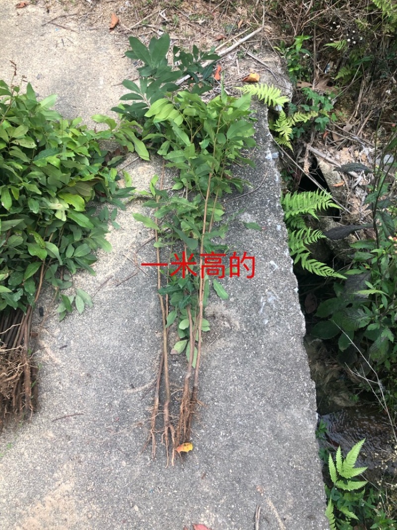 龙眼实生苗直生苗播种小苗无嫁接裸根发货
