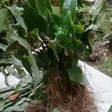 贵州淫羊藿鲜货干货大量收购