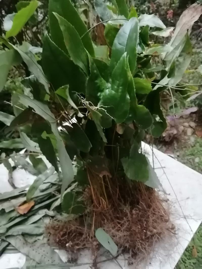 贵州淫羊藿鲜货干货大量收购