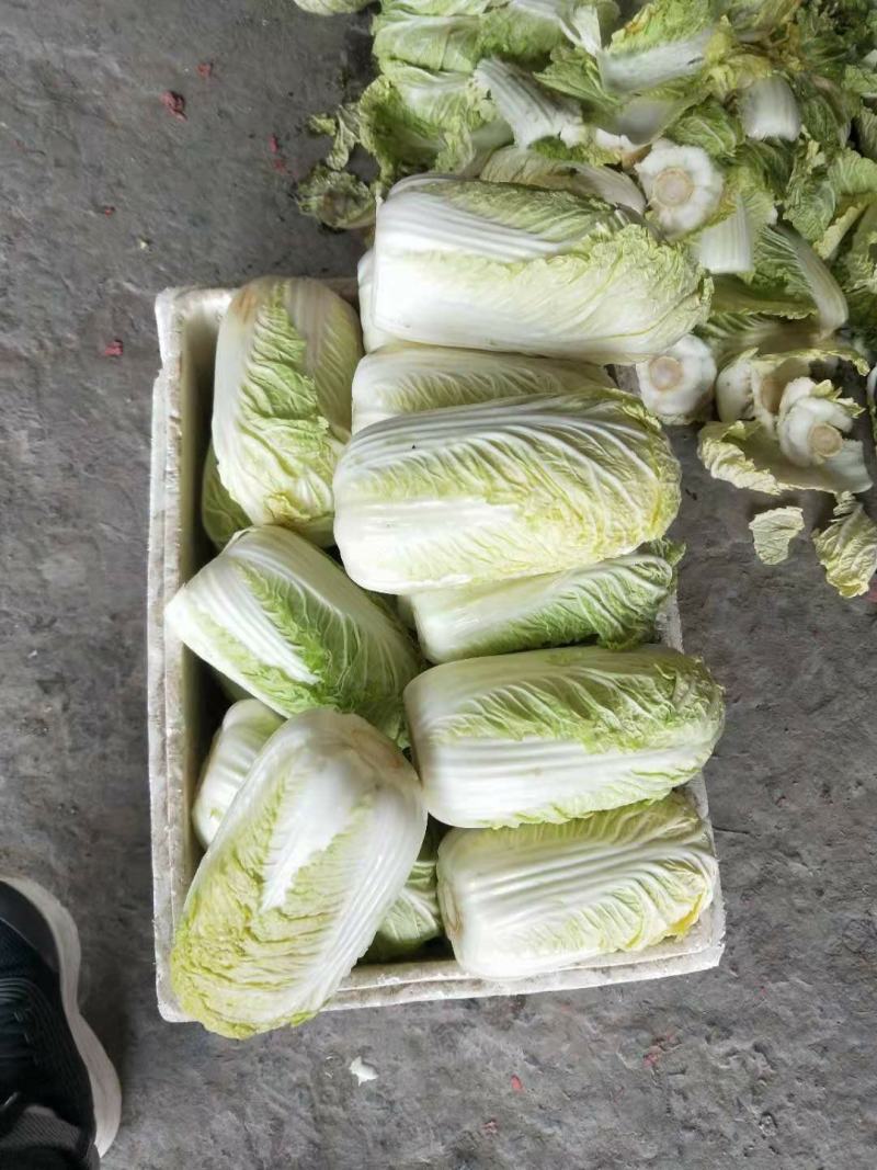 【冷库黄心大/小颗娃娃菜飞鸽找货预售】