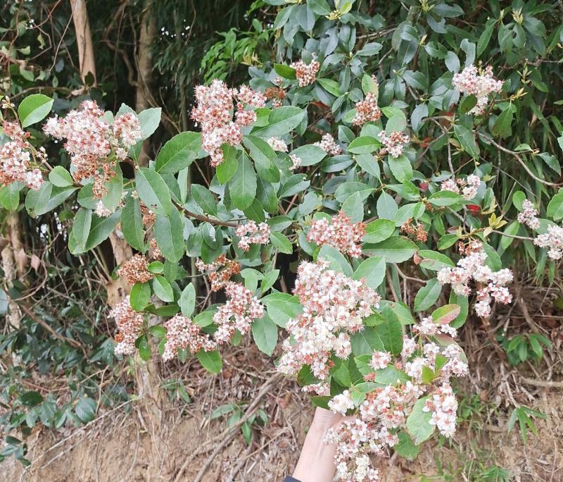 椿花苗、椿花绿化树苗院庭