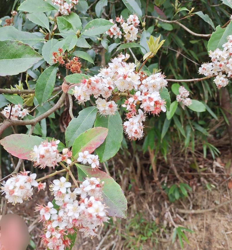 椿花苗、椿花绿化树苗院庭