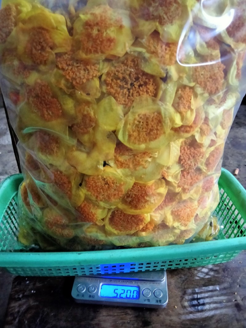 金花茶，防普烘干花来自广西防城港十万山自产