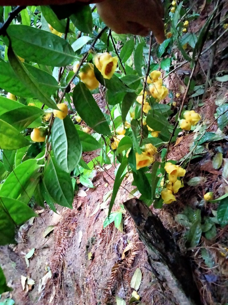 金花茶烘干花450元1斤