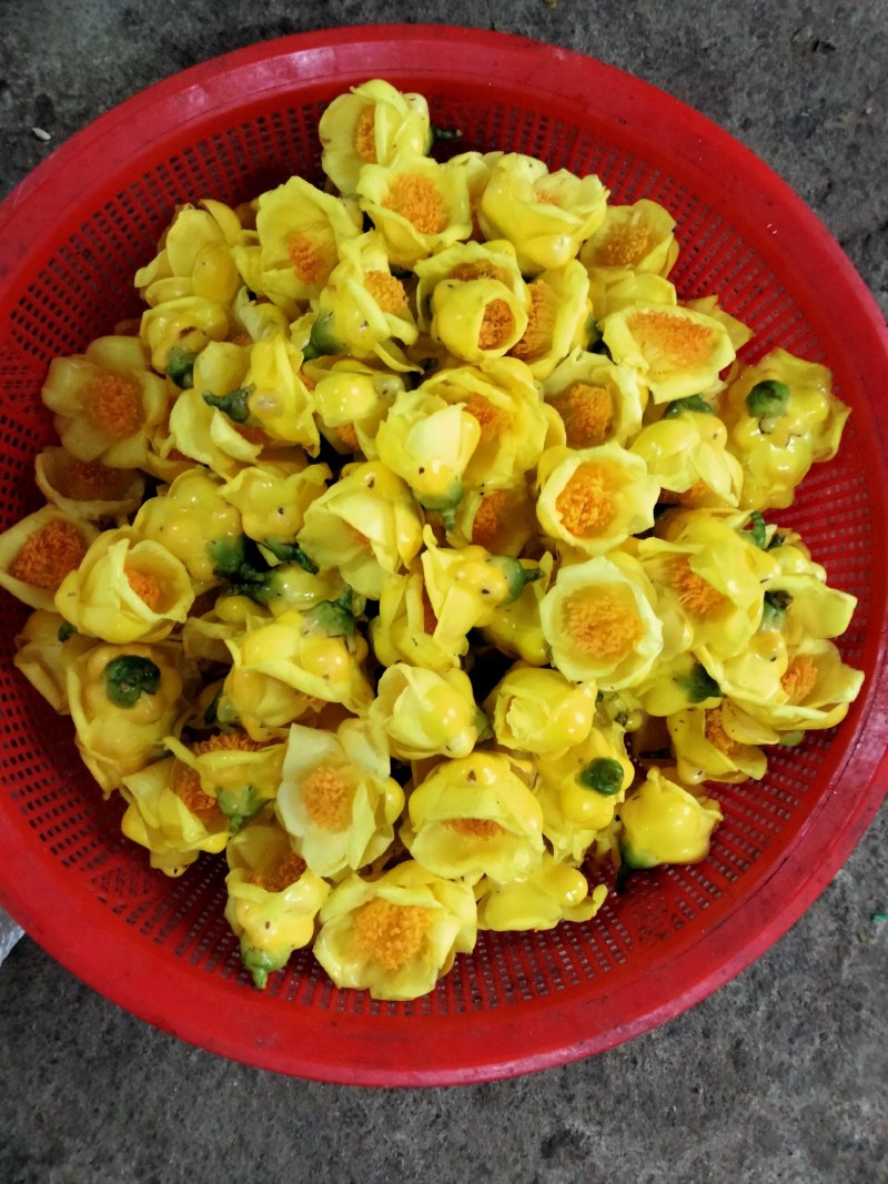 金花茶盛开季节准备结束，烘干300元每斤