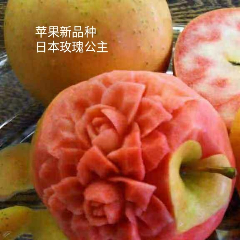 早熟，月香苹果苗鲁丽苹果苗包品种纯度，公司签订合同