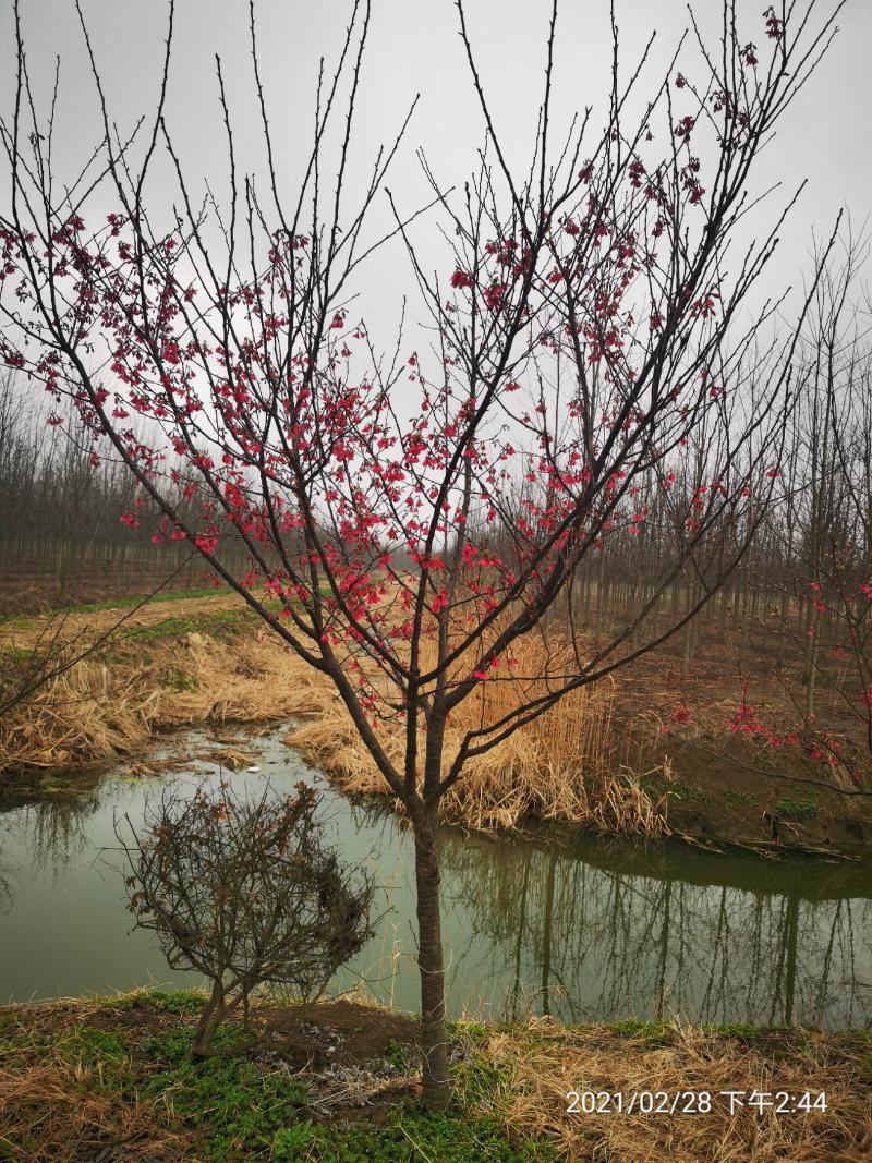 樱花3-15公分单樱双樱早樱晚樱均有货牡丹樱红花