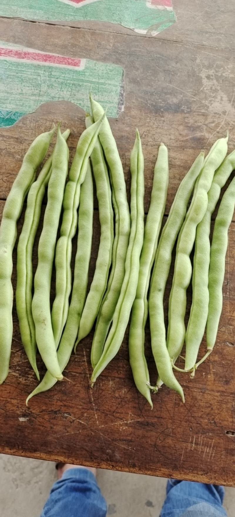 大量四季豆上市，欢迎各地老板来收购。