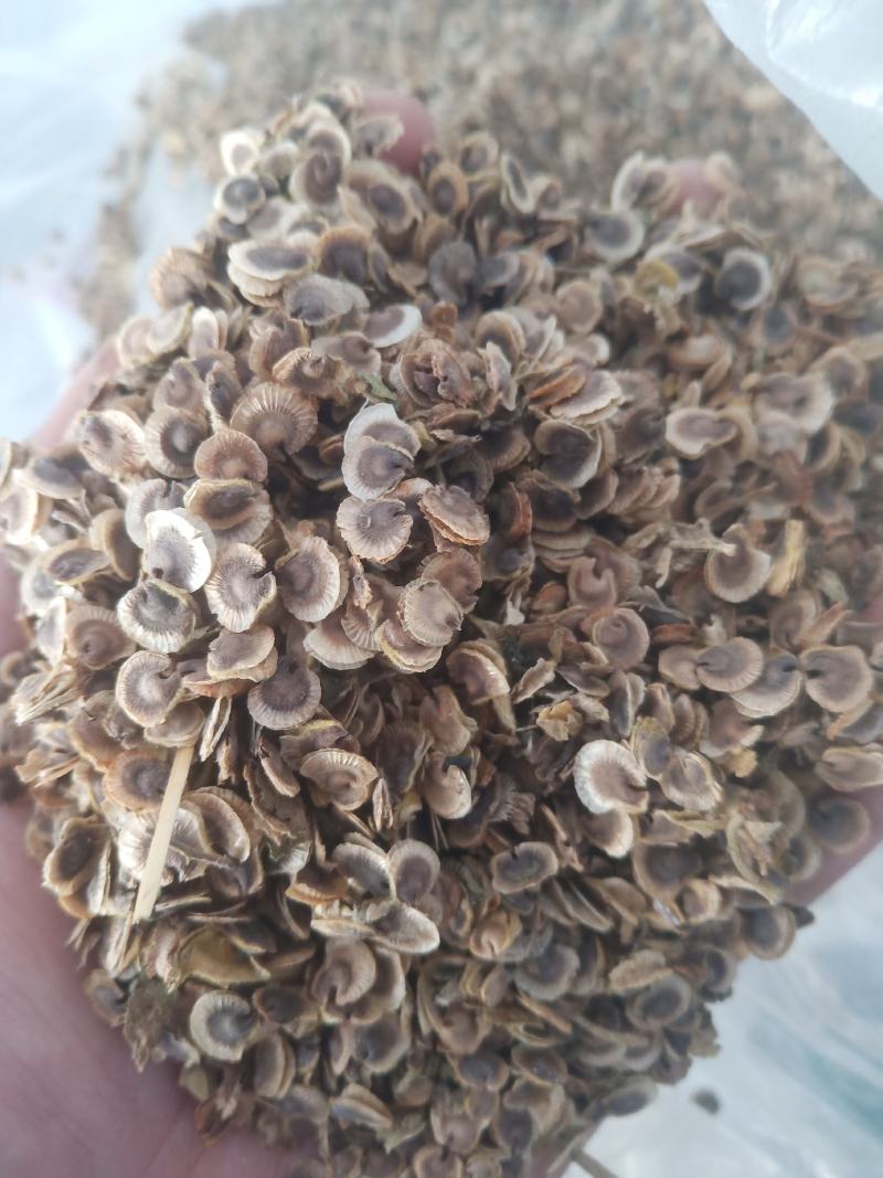 蜀葵子蜀子花种子山东临沂产地直销当年新货