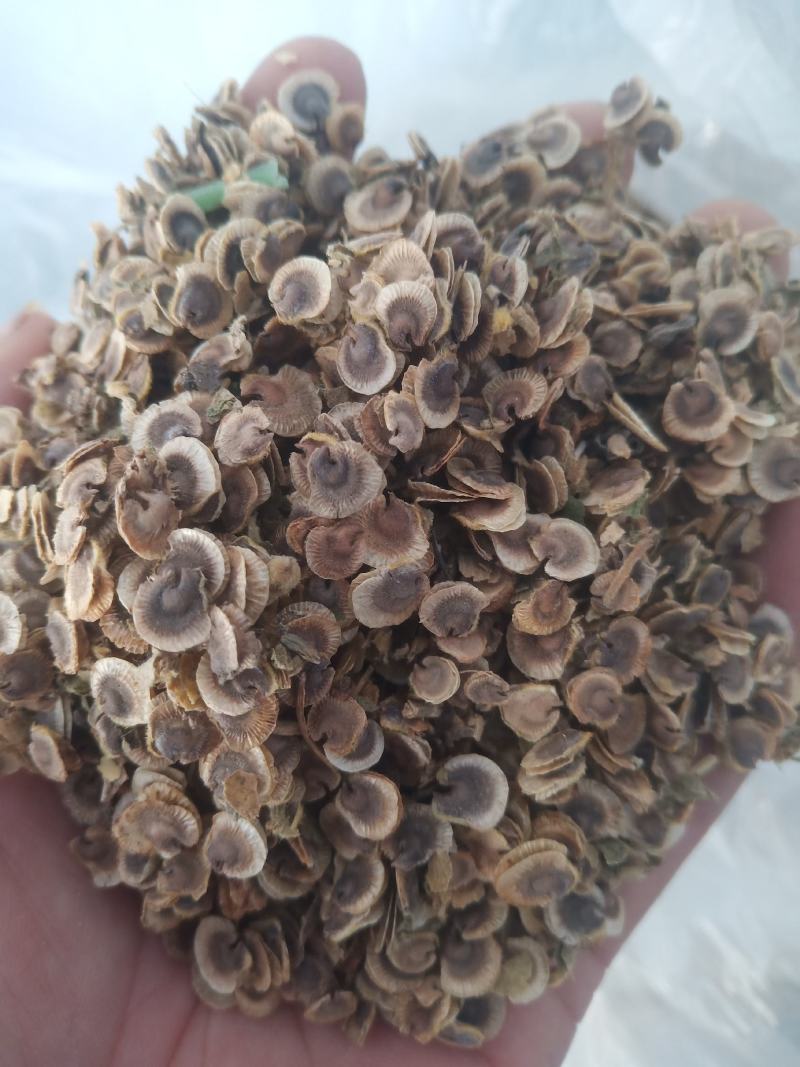 蜀葵子蜀子花种子山东临沂产地直销当年新货