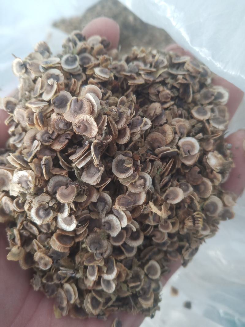 蜀葵子蜀子花种子山东临沂产地直销当年新货