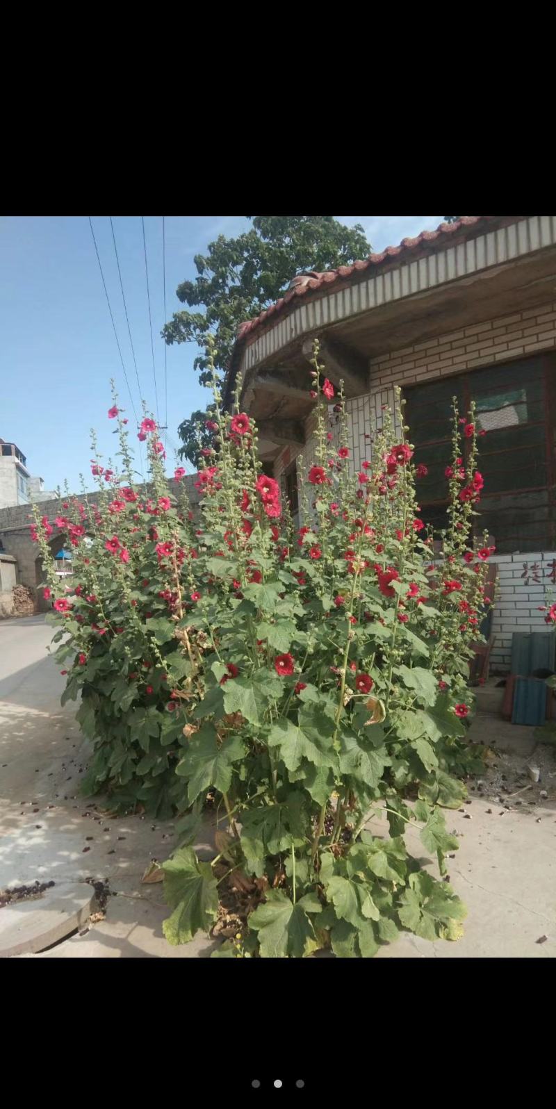 蜀葵子蜀子花种子山东临沂产地直销当年新货