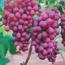 红提葡萄苗，又名睌红葡萄。大棚陆地都可以栽植