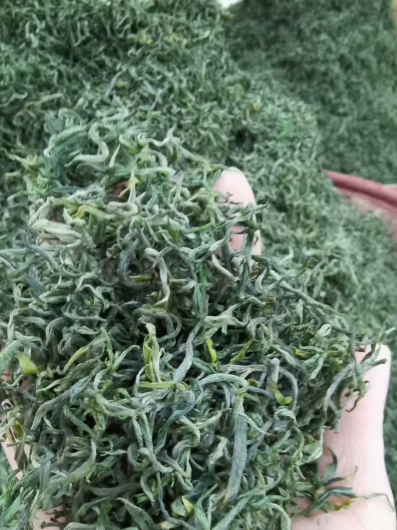湘西黄金茶一两黄金一金难买黄金茶保靖黄金茶
