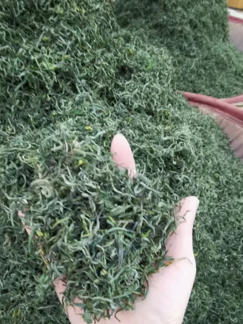 湘西黄金茶一两黄金一金难买黄金茶保靖黄金茶