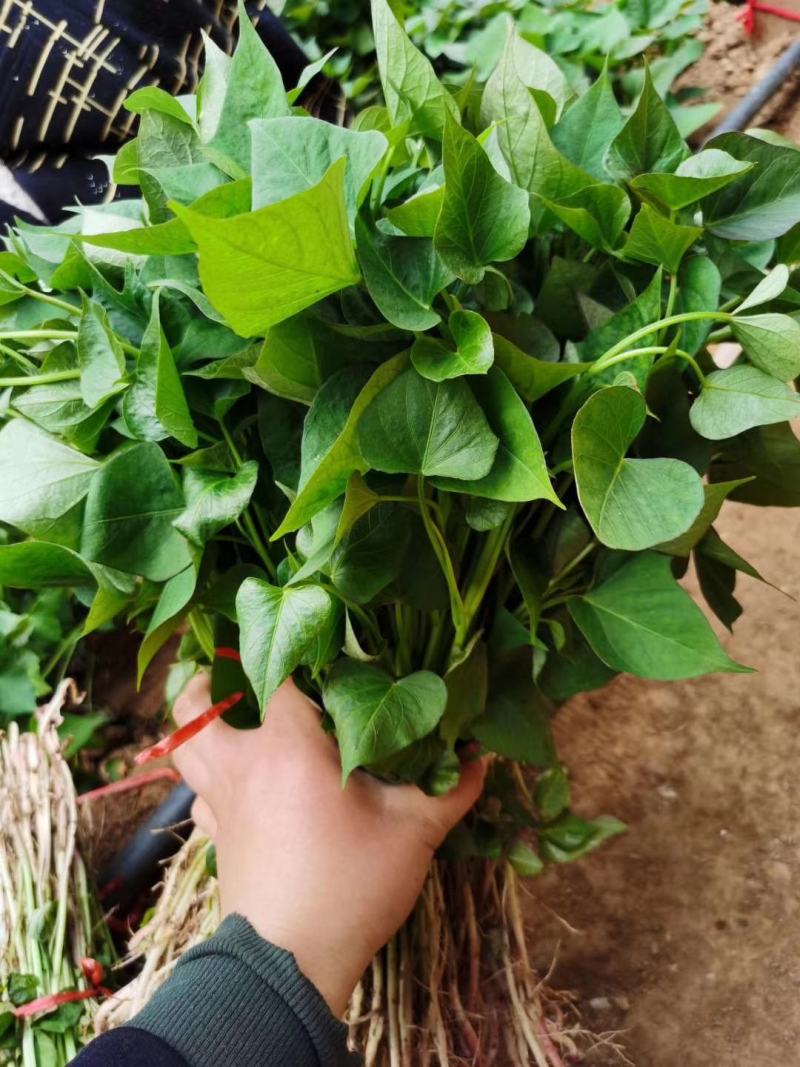 西瓜红红薯苗西瓜红地瓜苗西瓜红苗蜜薯苗西瓜红薯苗