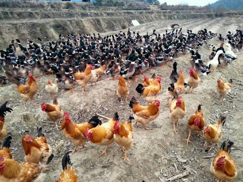 红公鸡土鸡苗阉鸡苗柴鸡公红毛土鸡黄土鸡包打疫苗质量正宗