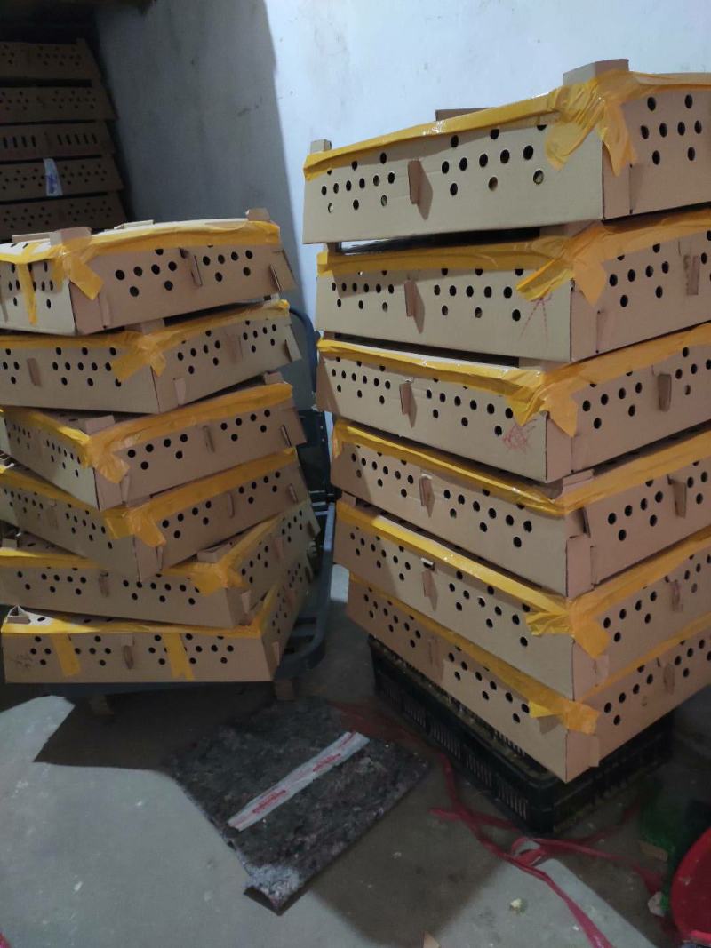 黑羽绿壳蛋鸡苗黑毛蛋鸡出壳苗黑羽白皮土鸡苗质量正宗高产蛋