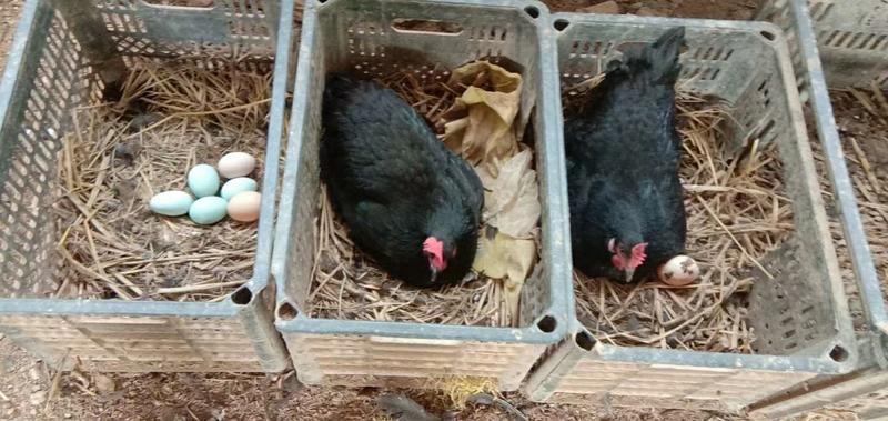 黑羽绿壳蛋鸡苗黑毛蛋鸡出壳苗黑羽白皮土鸡苗质量正宗高产蛋