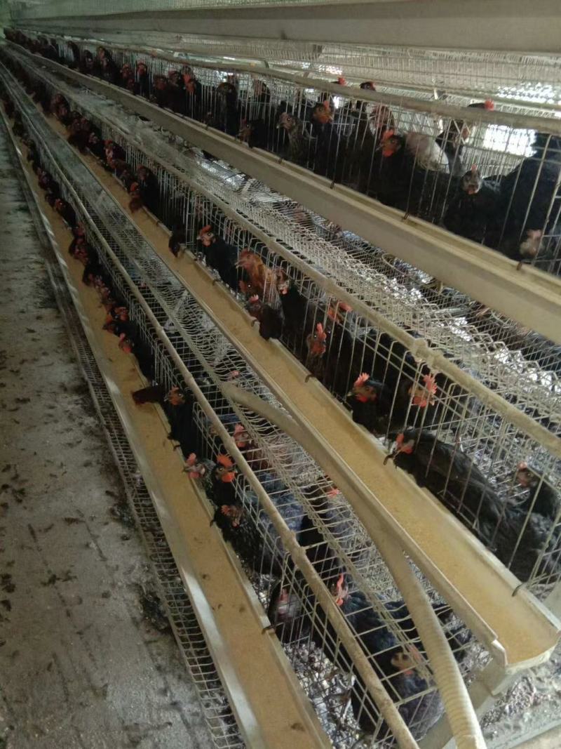 黑羽绿壳蛋鸡苗黑毛蛋鸡出壳苗黑羽白皮土鸡苗质量正宗高产蛋