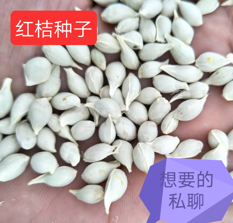 四川红橘苗红桔苗嫁接苗粘木苗芽苗批发零售