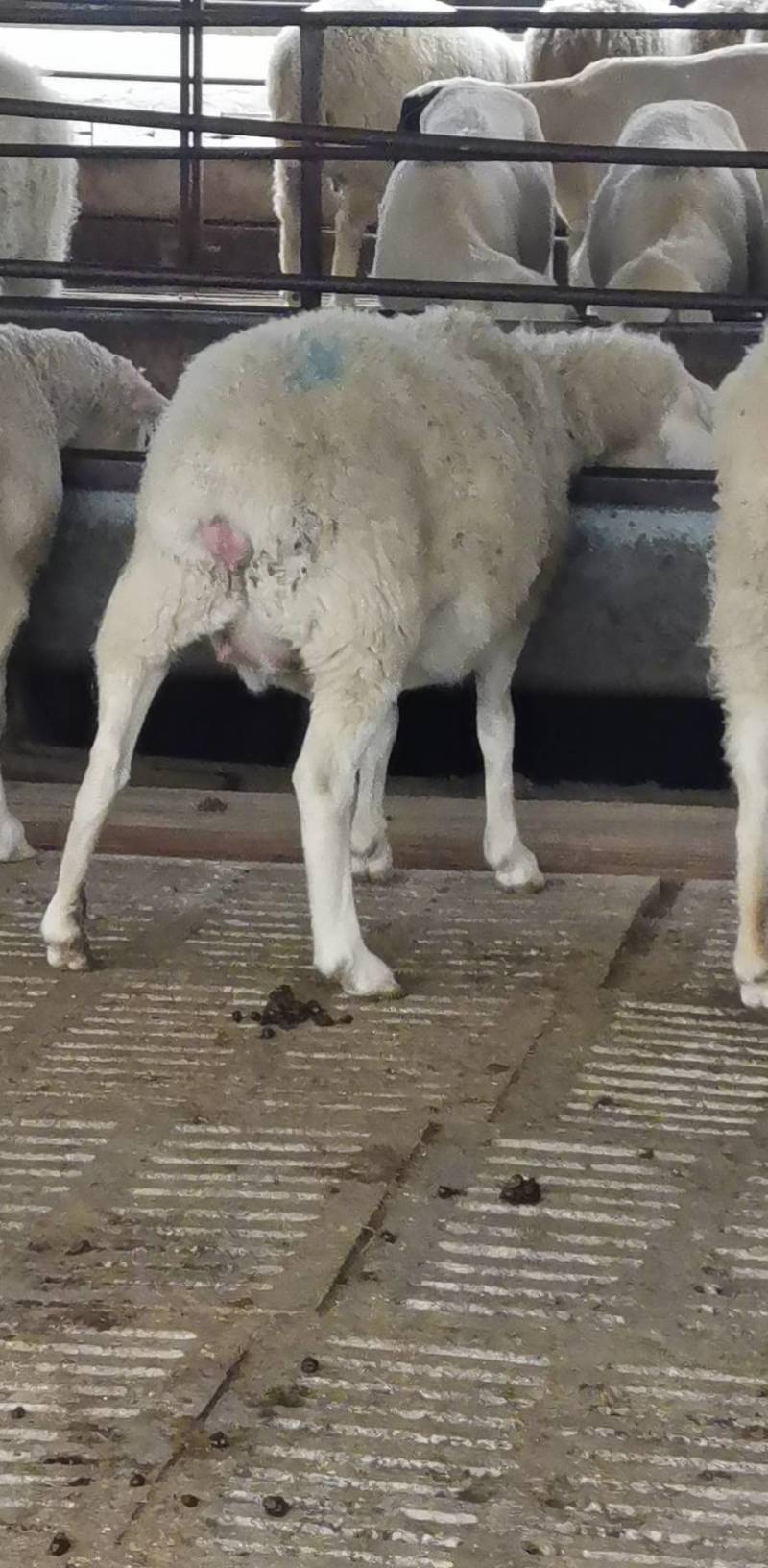 纯种杜泊种羊，多胎杜寒羊，免费提供技术及运输