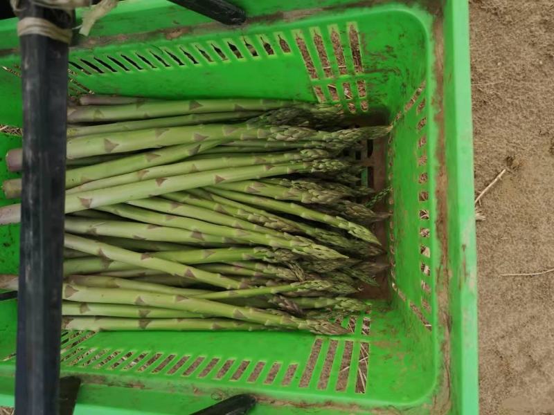 自己种植300亩有机芦笋