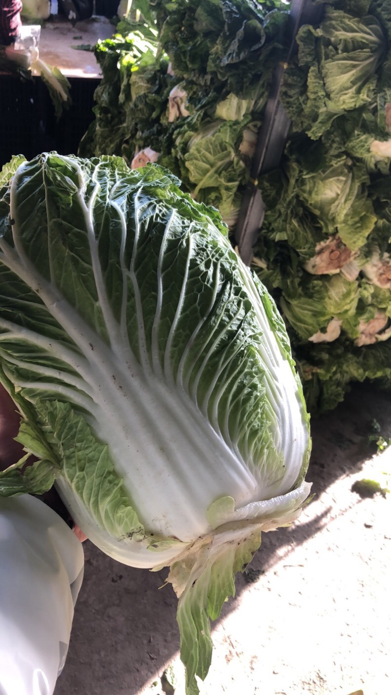 库存大白菜青杂3号净菜打包