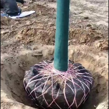 国槐，原生树14公分速生国槐工程绿化小区园林土球