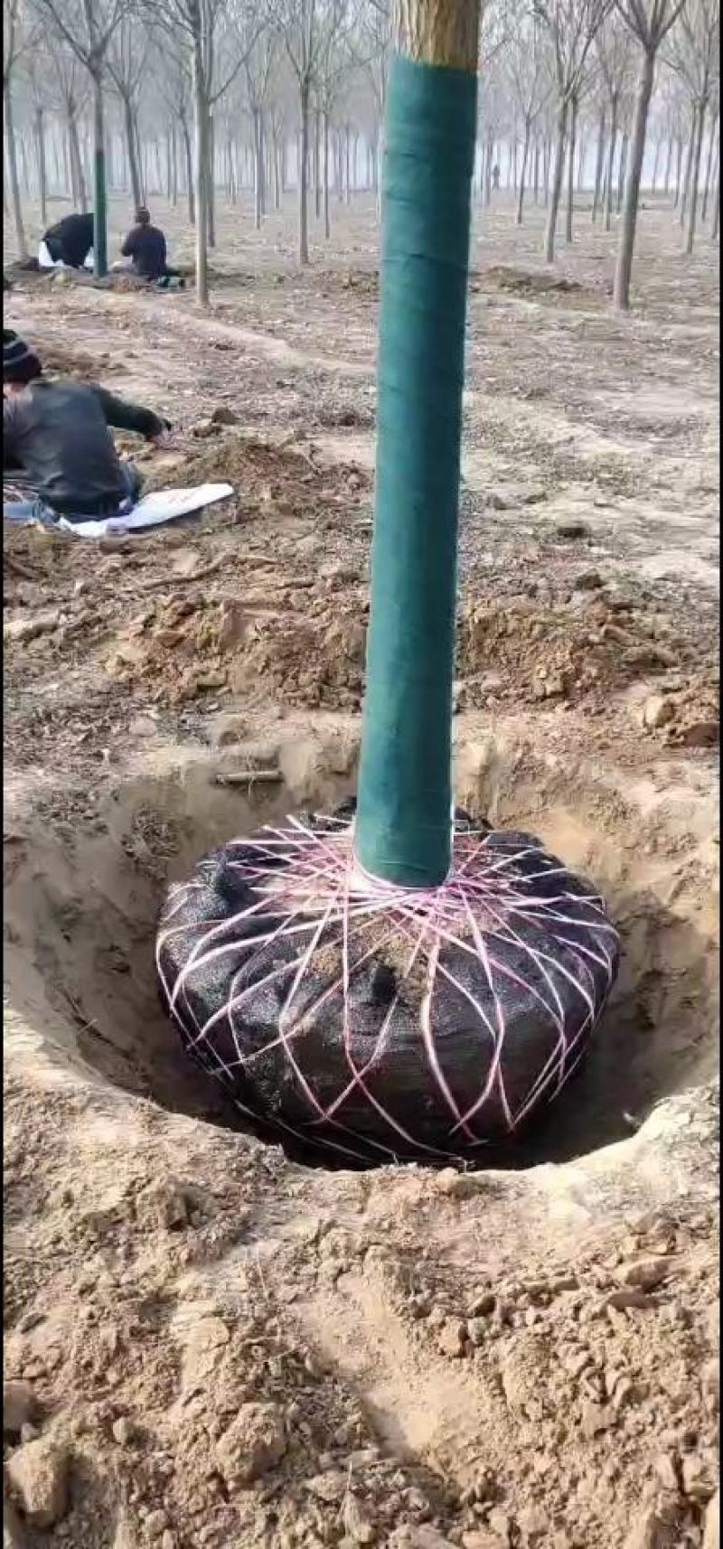 国槐，原生树14公分速生国槐工程绿化小区园林土球