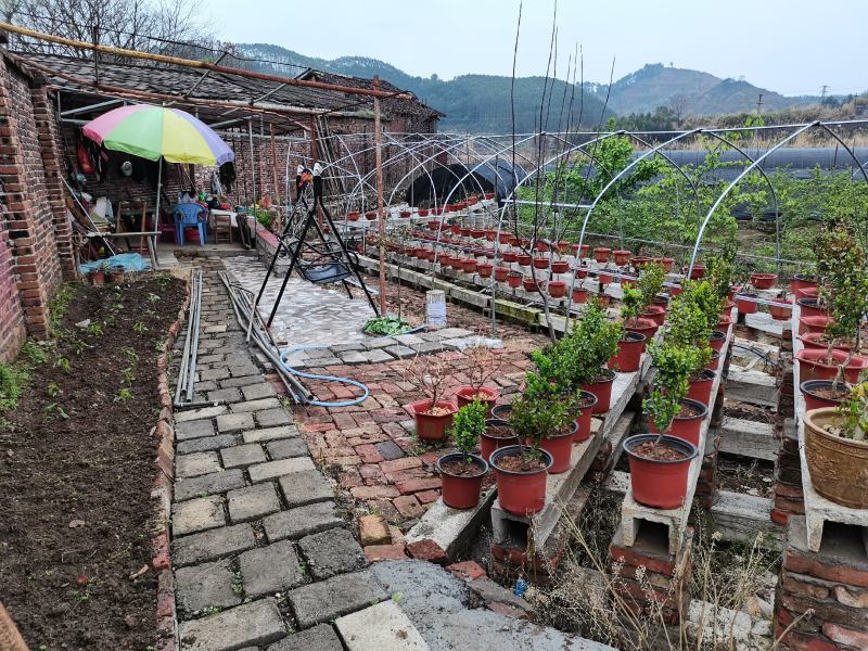 广东韶关佛手树苗五年苗当年结果
