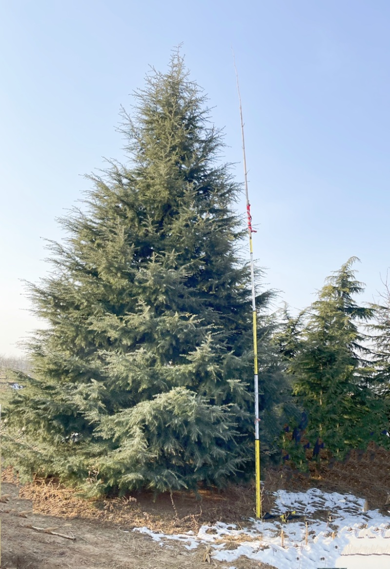 8米雪松，运城高度10-12米雪松，地径20-25