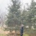 8米雪松，运城高度10-12米雪松，地径20-25
