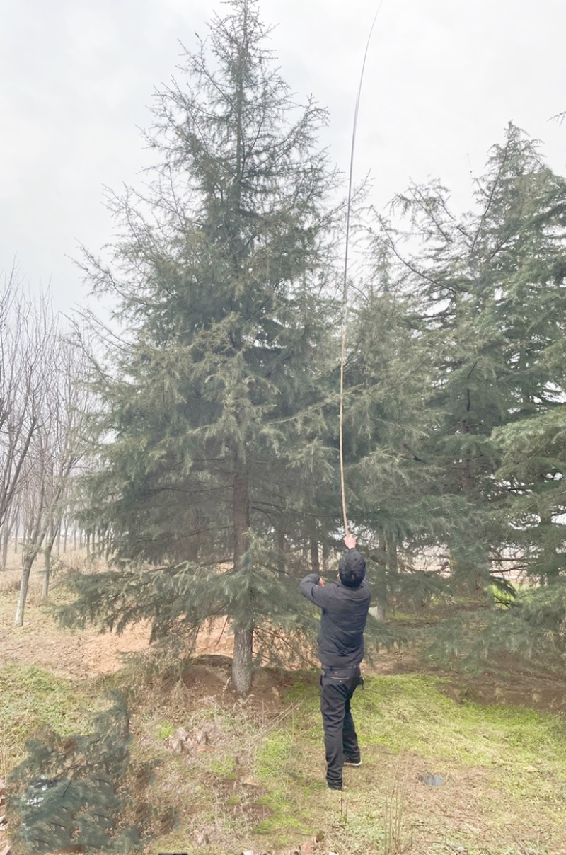 8米雪松，运城高度10-12米雪松，地径20-25