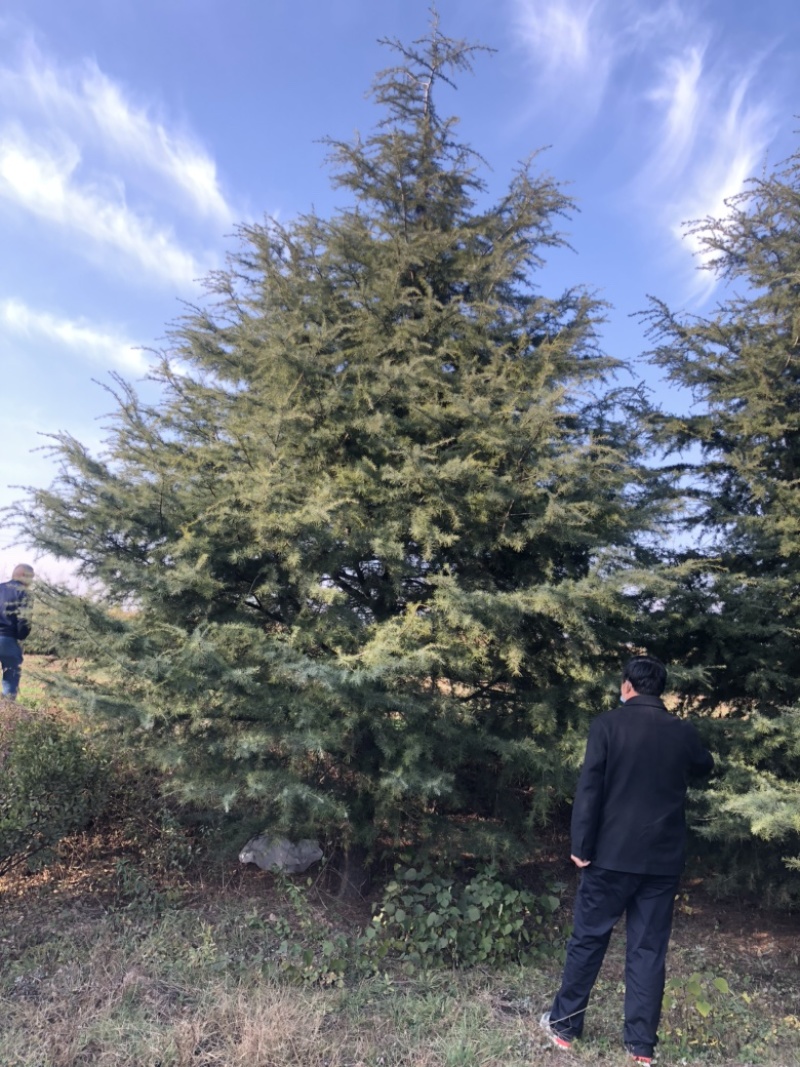 8米雪松，运城高度10-12米雪松，地径20-25