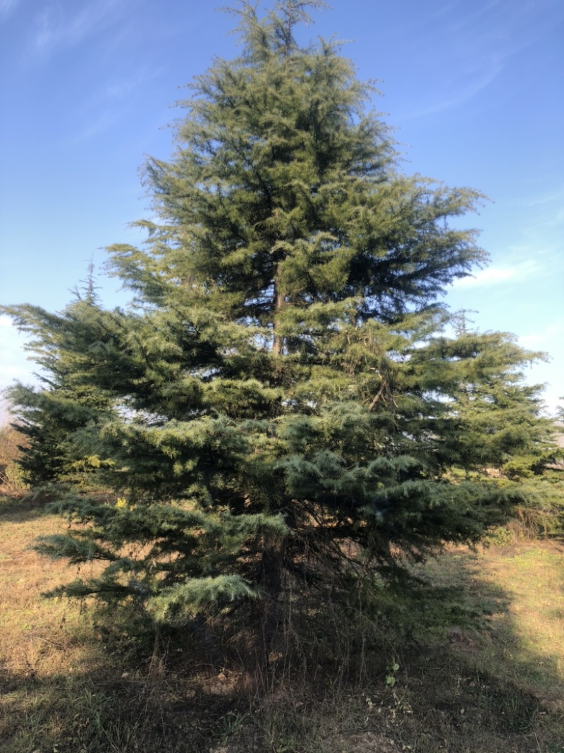 8米雪松，运城高度10-12米雪松，地径20-25