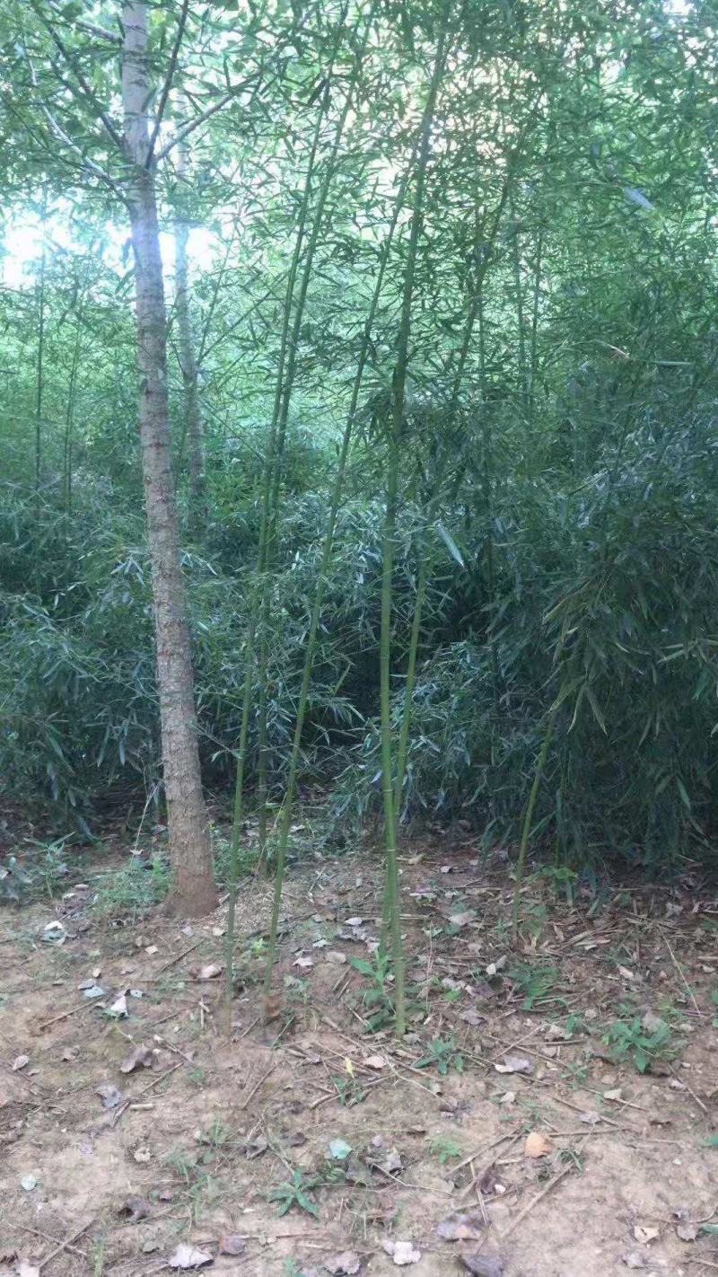 淡竹宿根类多年生绿化苗木基地直发