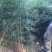 淡竹宿根类多年生绿化苗木基地直发