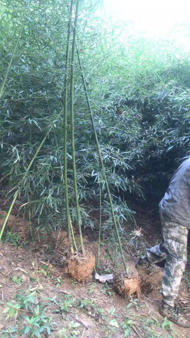淡竹宿根类多年生绿化苗木基地直发